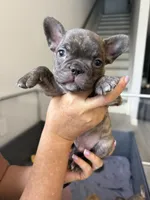 Lince , a male French Bulldog for sale in Homestead Base, FL – 1 of 10