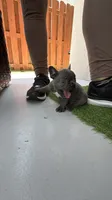 Blue, a male French Bulldog for sale in Homestead Base, FL – 6 of 9