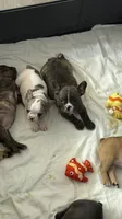 Casique, a male French Bulldog for sale in Homestead Base, FL – 7 of 10