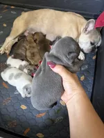Blue, a male French Bulldog for sale in Homestead Base, FL – 2 of 4
