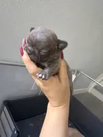 Lince , a male French Bulldog for sale in Homestead Base, FL – 3 of 4