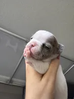 Pinta, a female French Bulldog for sale in Homestead Base, FL – 3 of 5
