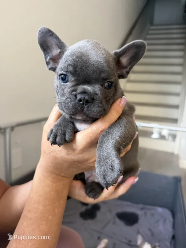 Blue – French Bulldog puppy for sale in Homestead Base, FL