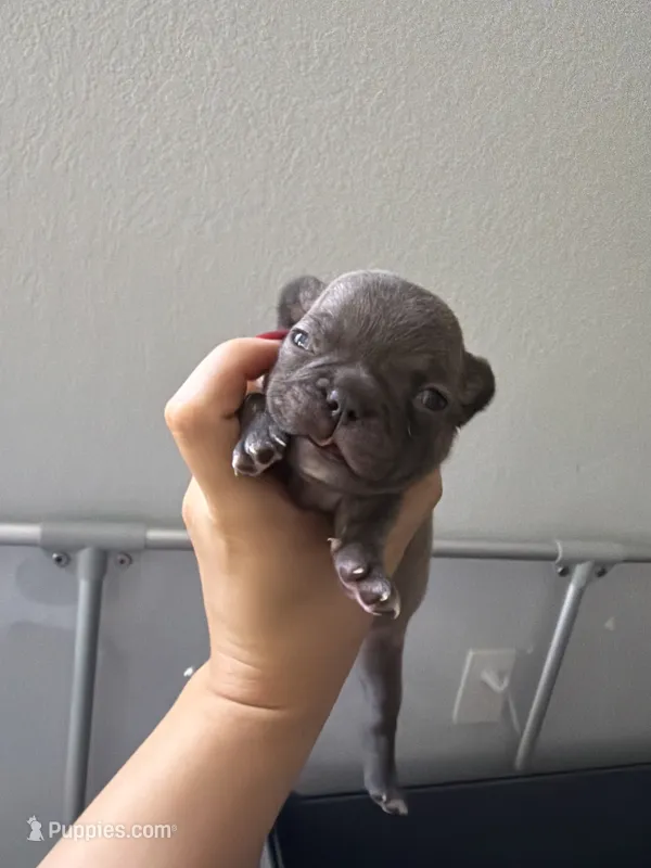 Lince  – French Bulldog puppy for sale in Homestead Base, FL