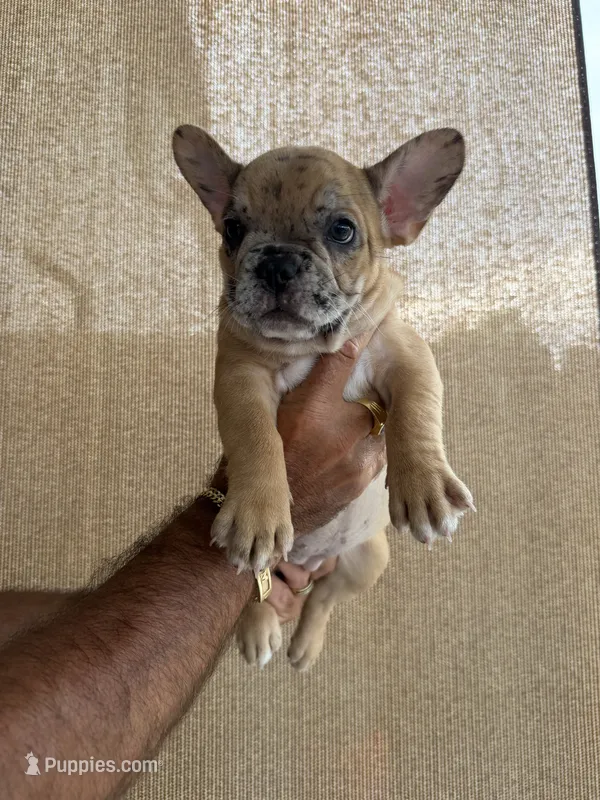 Hiena  – French Bulldog puppy for sale in Homestead Base, FL