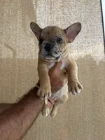 Hiena , a female French Bulldog for sale in Homestead, FL – 1 of 10
