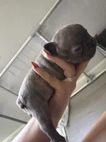 Lince , a male French Bulldog for sale in Homestead Base, FL – 2 of 4