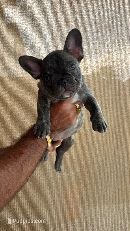 Lince  – French Bulldog puppy for sale in Homestead Base, FL