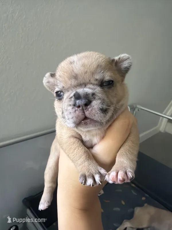 Hiena  – French Bulldog puppy for sale in Homestead Base, FL