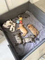 Hiena , a female French Bulldog for sale in Homestead Base, FL – 6 of 10