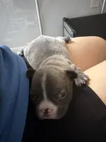 Casique, a male French Bulldog for sale in Homestead Base, FL – 5 of 5