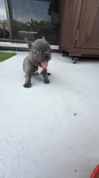 Blue, a male French Bulldog for sale in Homestead Base, FL – 9 of 9