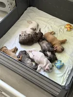 Casique, a male French Bulldog for sale in Homestead Base, FL – 8 of 10