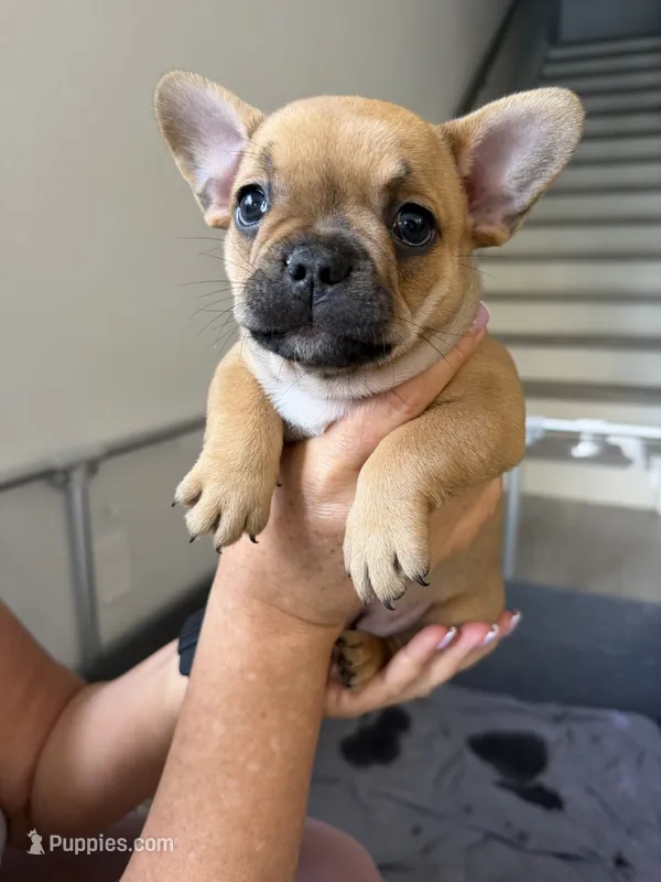 Carmelita – French Bulldog puppy for sale in Homestead Base, FL