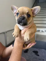 Carmelita, a female French Bulldog for sale in Homestead Base, FL – 1 of 10