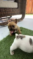 Carmelita, a female French Bulldog for sale in Homestead Base, FL – 7 of 10