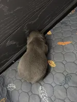 Blue, a male French Bulldog for sale in Homestead Base, FL – 3 of 4