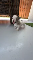 Pinta, a female French Bulldog for sale in Homestead Base, FL – 9 of 10