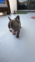 Casique, a male French Bulldog for sale in Homestead Base, FL – 9 of 10