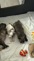 Pinta, a female French Bulldog for sale in Homestead Base, FL – 7 of 10