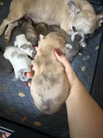 Hiena , a female French Bulldog for sale in Homestead Base, FL – 2 of 3