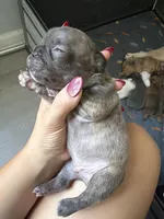 Lince , a male French Bulldog for sale in Homestead Base, FL – 4 of 4