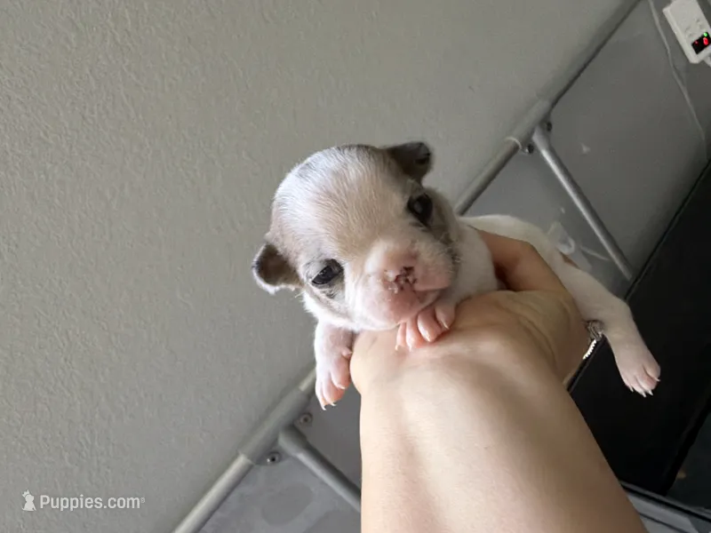 Pinta – French Bulldog puppy for sale in Homestead Base, FL