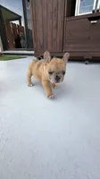 Hiena , a female French Bulldog for sale in Homestead Base, FL – 7 of 10