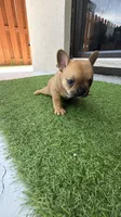 Carmelita, a female French Bulldog for sale in Homestead Base, FL – 9 of 10