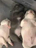 Blue, a male French Bulldog for sale in Homestead Base, FL – 8 of 9
