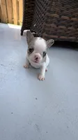 Pinta, a female French Bulldog for sale in Homestead Base, FL – 8 of 10