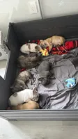 Lince , a male French Bulldog for sale in Homestead Base, FL – 7 of 10