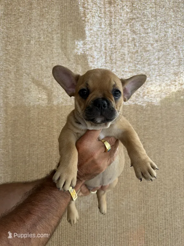 Carmelita – French Bulldog puppy for sale in Homestead Base, FL