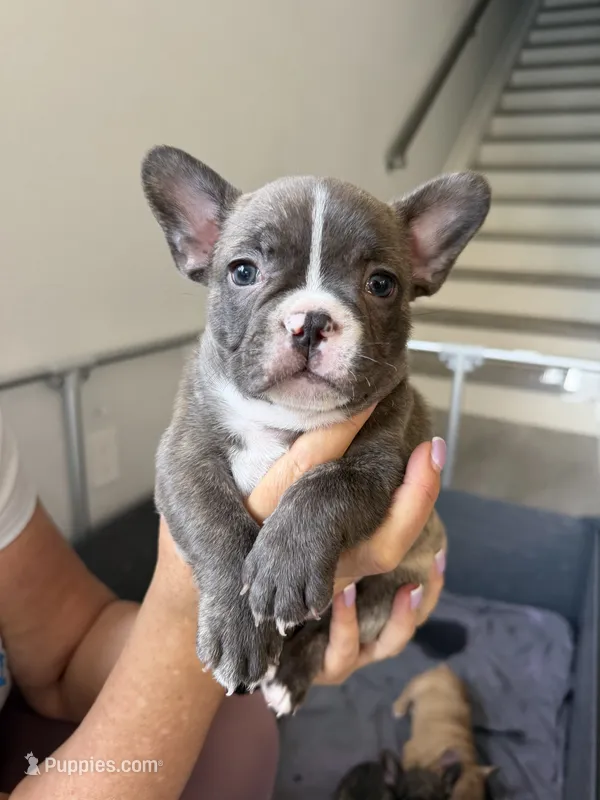 Casique – French Bulldog puppy for sale in Homestead Base, FL