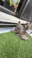 Lince , a male French Bulldog for sale in Homestead Base, FL – 8 of 10