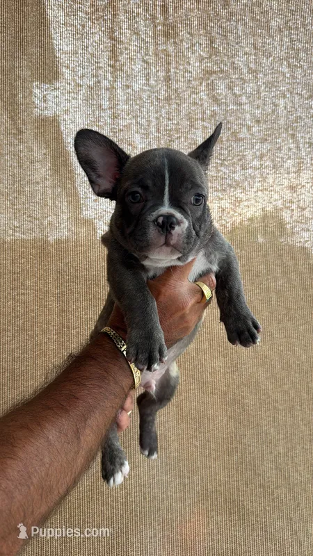 Casique – French Bulldog puppy for sale in Homestead Base, FL