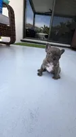 Lince , a male French Bulldog for sale in Homestead Base, FL – 10 of 10