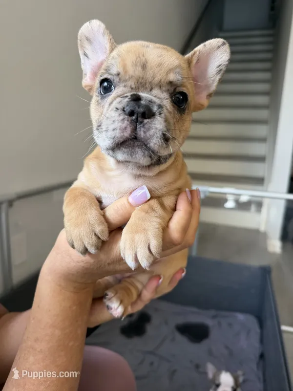 Hiena  – French Bulldog puppy for sale in Homestead Base, FL