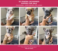 Lince , a male French Bulldog for sale in Homestead Base, FL – 3 of 10
