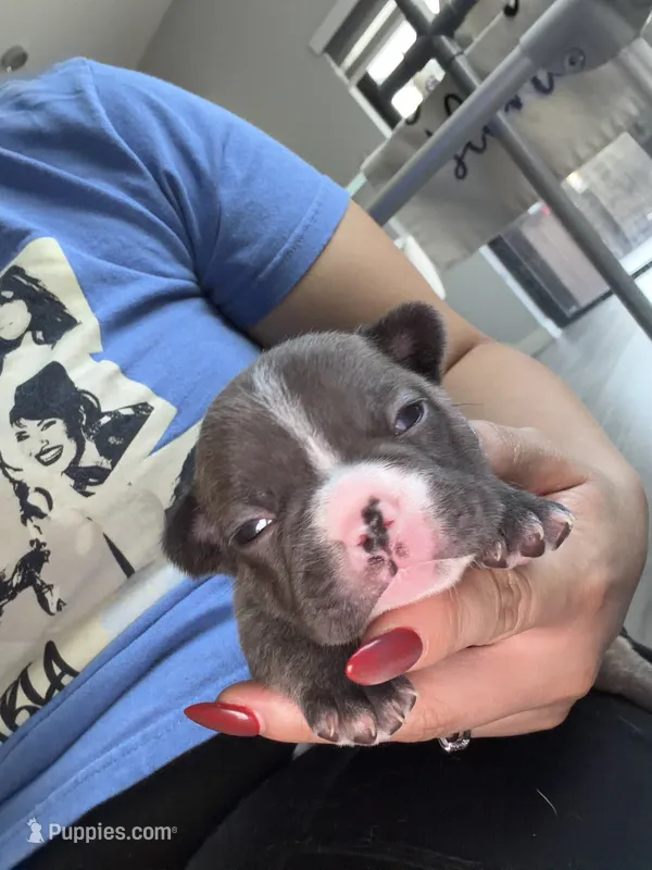 Casique – French Bulldog puppy for sale in Homestead Base, FL