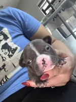 Casique, a male French Bulldog for sale in Homestead Base, FL – 1 of 5