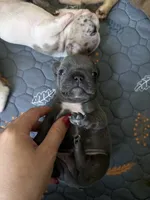 Blue, a male French Bulldog for sale in Homestead Base, FL – 4 of 4