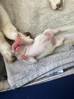 Pinta, a female French Bulldog for sale in Homestead Base, FL – 4 of 5