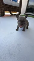 Lince , a male French Bulldog for sale in Homestead Base, FL – 9 of 10