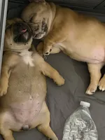 Carmelita, a female French Bulldog for sale in Homestead Base, FL – 8 of 10
