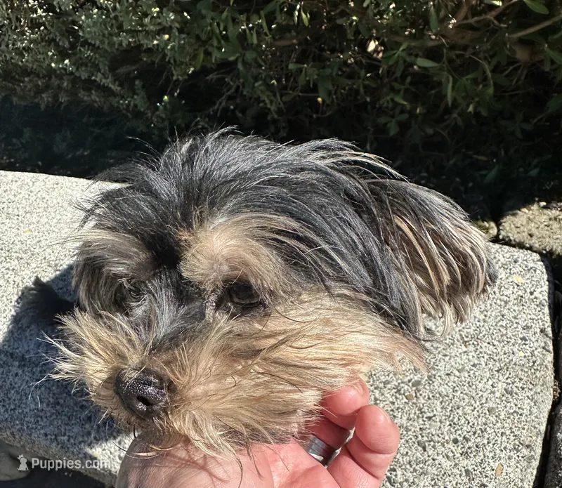 Cocoa – Morkie puppy for sale in Vancouver, WA