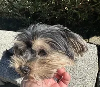 Cocoa, a male Morkie for sale in Vancouver, WA – 1 of 4