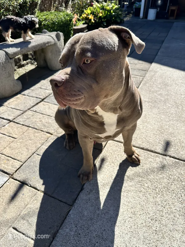 Simba – American Pit Bull Terrier puppy for sale in Vancouver, WA