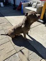 Simba, a male American Pit Bull Terrier for sale in Vancouver, WA – 5 of 5