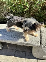 Cocoa, a male Morkie for sale in Vancouver, WA – 2 of 4